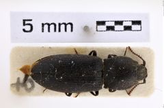 Foto (Dorsalansicht) von Agrypnus crenicollis (NHMW-ZOO-COL-0008009)